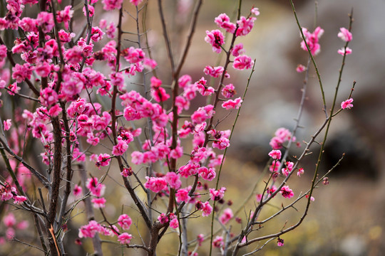 梅花
