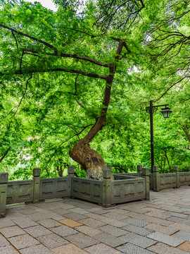 吳山景區(qū) 林蔭道