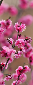 梅花 紅花