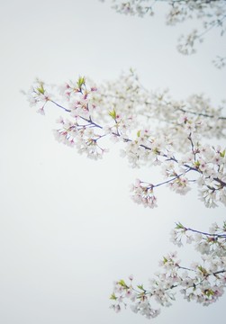 櫻花