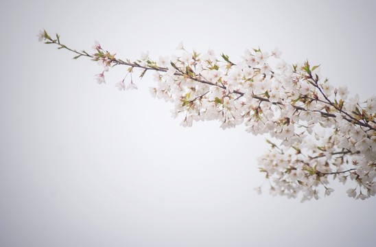 櫻花