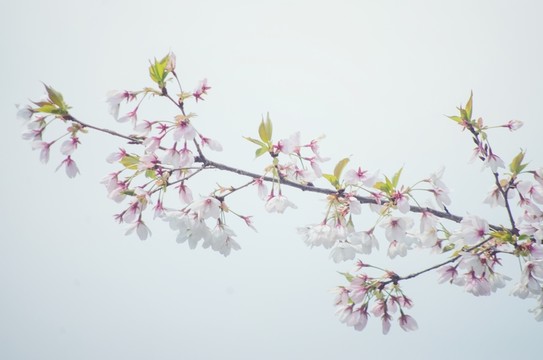 櫻花