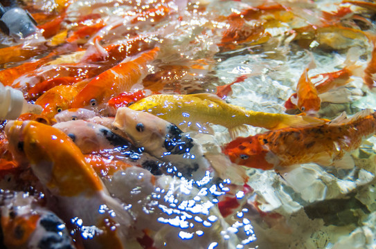 金魚