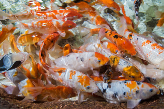金魚