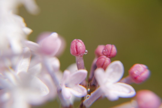 丁香 丁香花 春天 粉丁香 白