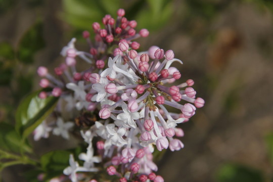 丁香 丁香花 春天 粉丁香 白