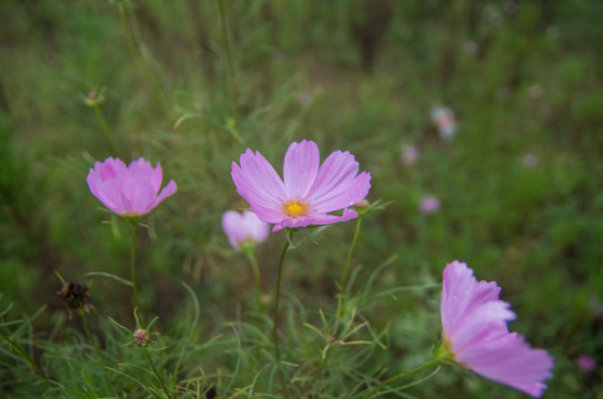格桑花