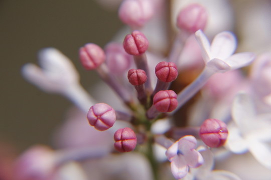 丁香 丁香花 春天 粉丁香 白