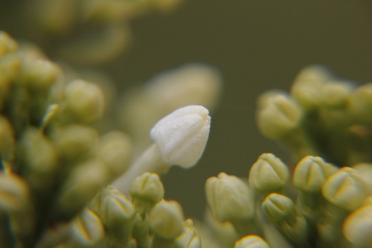 丁香 丁香花 春天 粉丁香 白