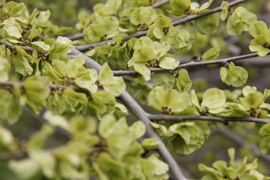榆樹(shù)錢 榆錢
