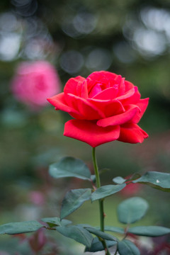 月季花