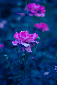 月季花