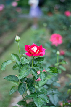 月季花