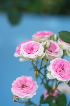 月季花