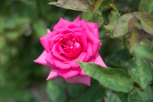 月季花