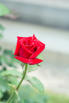 月季花