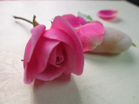 月季花