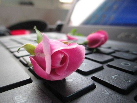 月季花