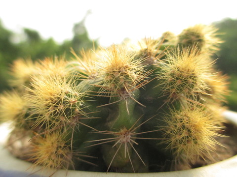 仙人球