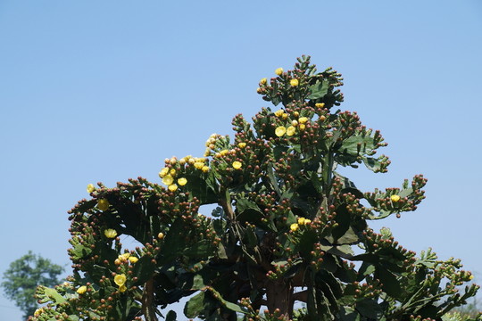 仙人掌