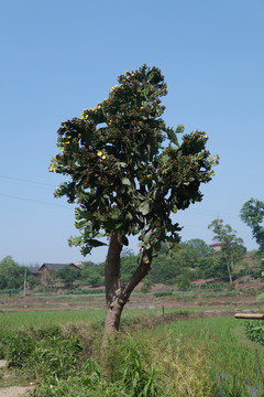 仙人掌
