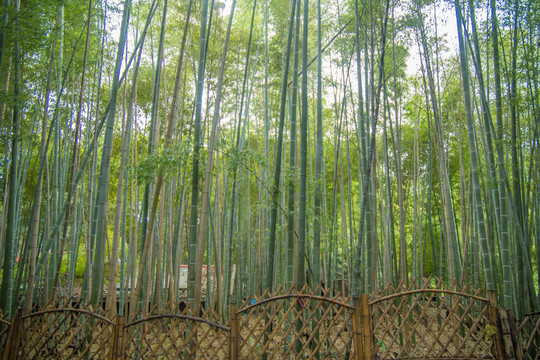 竹林
