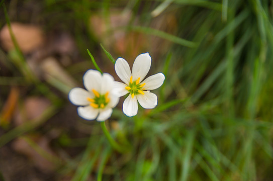 蔥蓮花