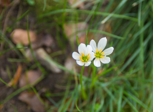 蔥蓮花