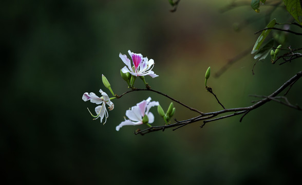 玉荷花