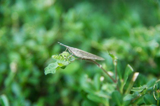 蚱蜢