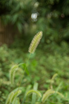 狗尾草