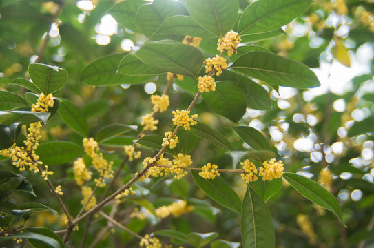 桂花