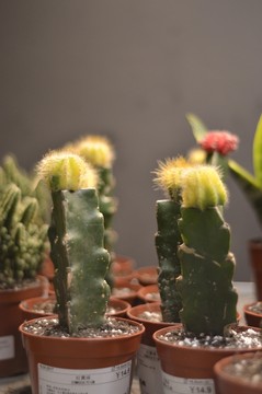 仙人球
