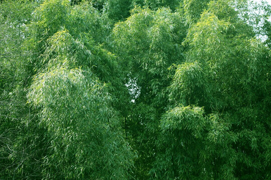 竹林 竹子 高清竹子