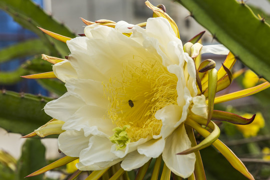 曇花