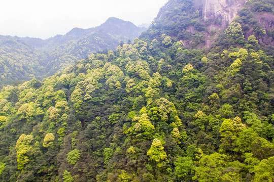 黃山
