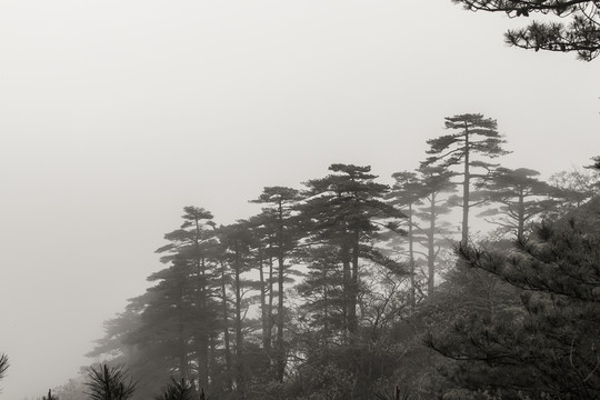 黃山