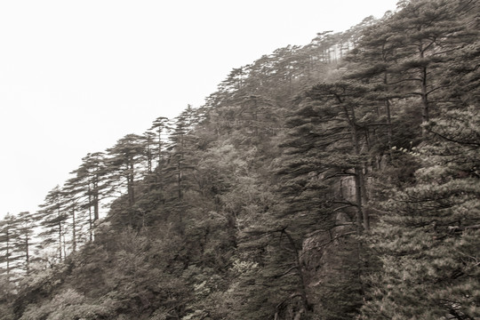 黃山