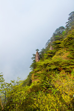 黃山