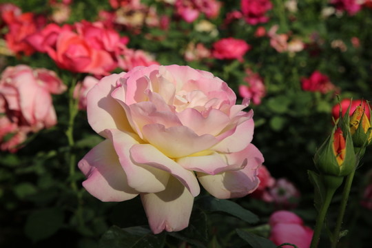 月季花