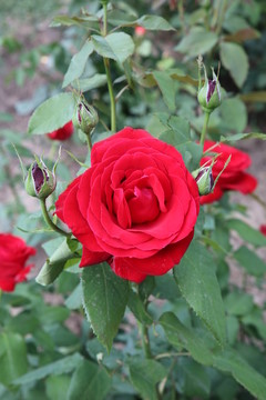 月季花