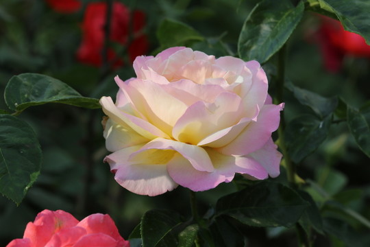 月季花