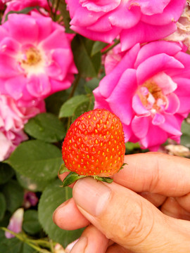 新鮮草莓