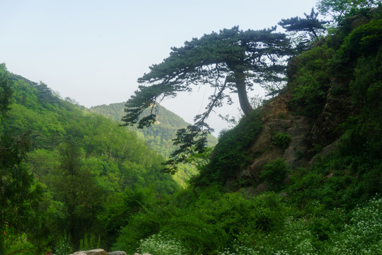 泰山風(fēng)光 （42）