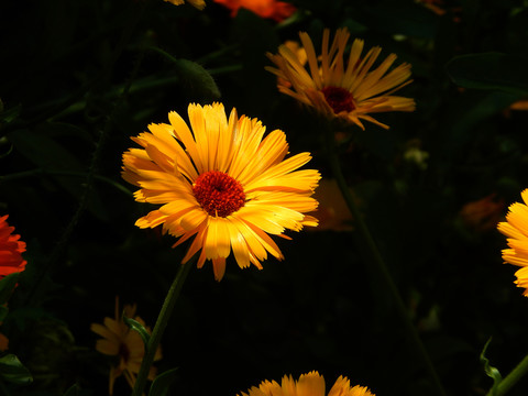 金盞花