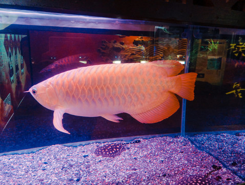 金龍魚