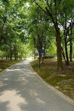 上海 聞道園 園林 植物 戶外