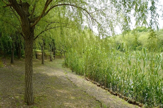 上海 聞道園 園林 植物 戶外