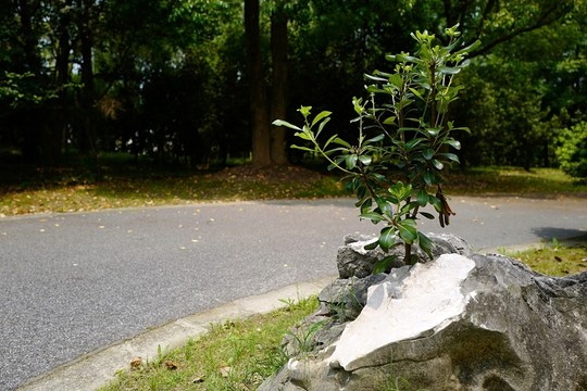 上海 聞道園 園林 植物 戶外