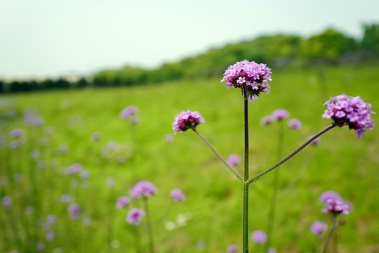 上海 聞道園 園林 植物 戶外